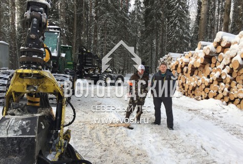 заготовка леса